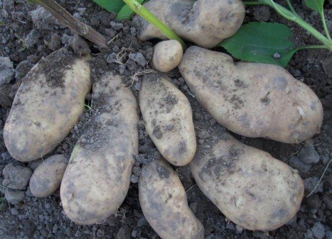 Описание сорта картофеля сынок