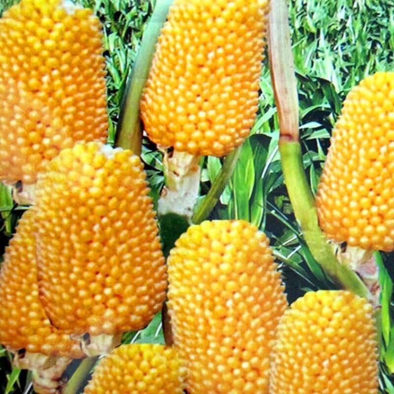 Декоративная земляничная кукуруза: описание, выращивание, уход и применение