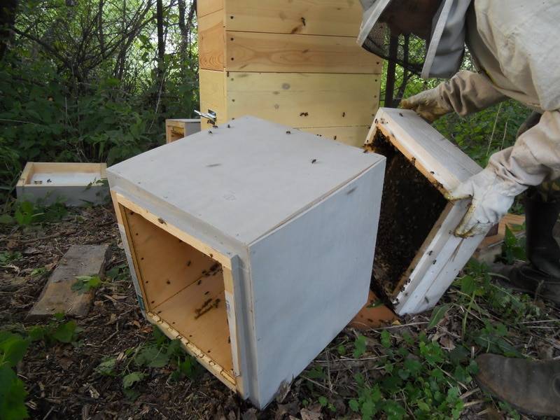 Жизнь нашей пасеки или практическое пчеловодство: как пересадить пчел из дадана в рут?