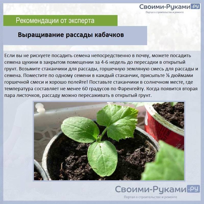 Схема посадки рассады кабачков