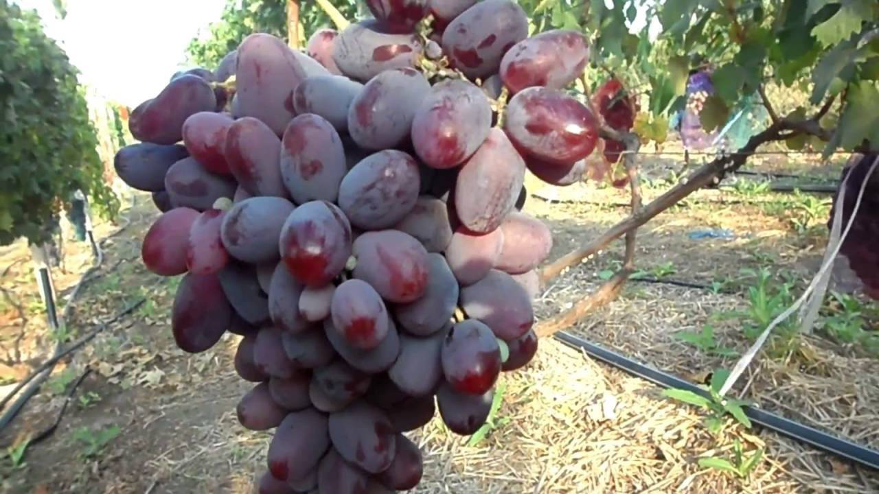 Сорт винограда фавор
