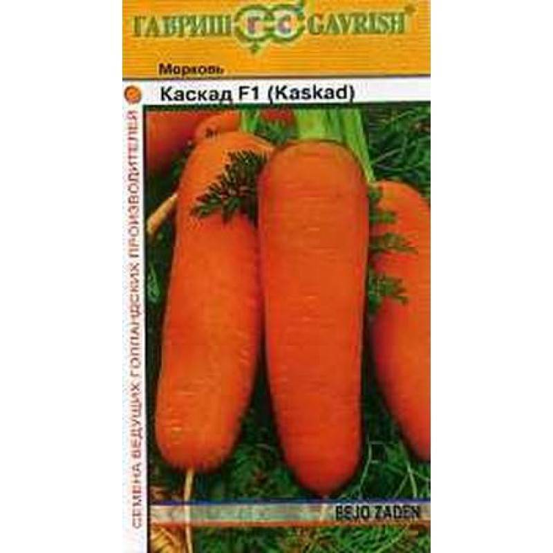 Морковь каскад: описание и характеристика сорта, выращивание и уход, фото