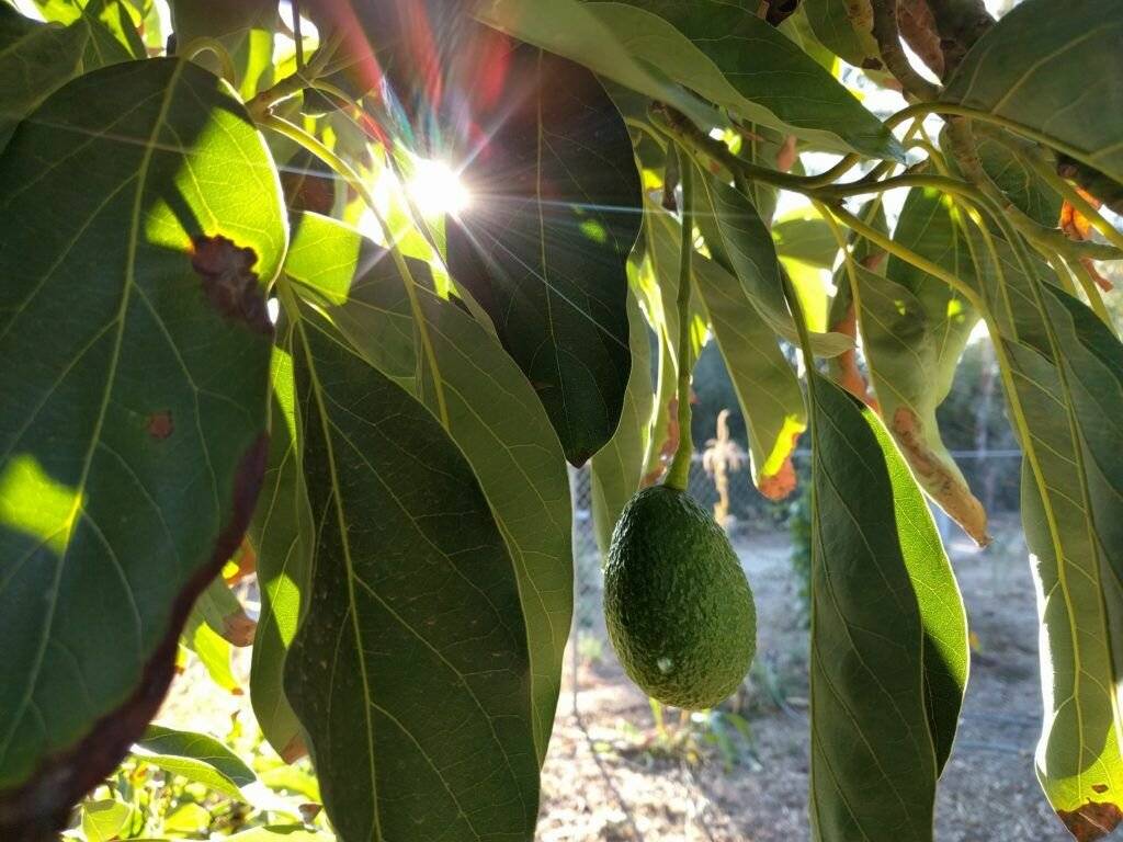 ᐉ как вырастить авокадо в сибири - godacha.ru