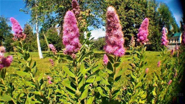  Билларда: посадка и уход, фото в ландшафтном дизайне