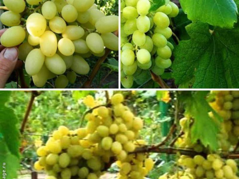 Выращивание и уход за виноградом ландыш