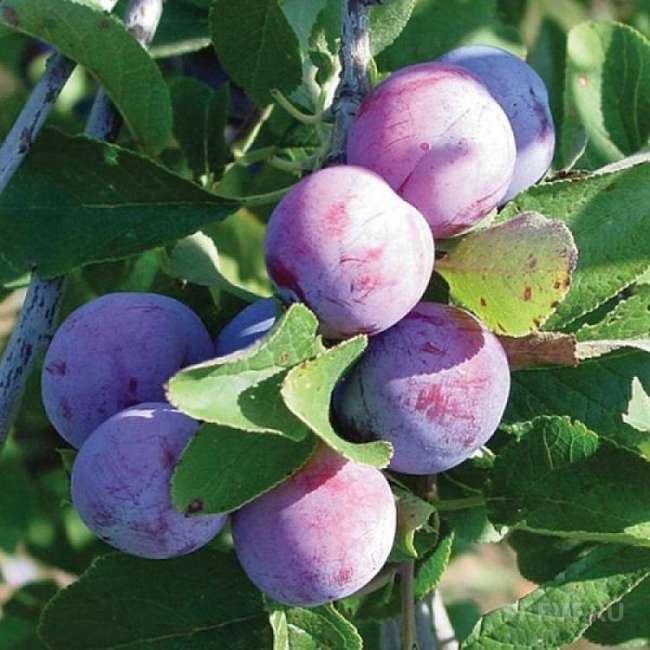 6 лучших сортов синих слив, которые легко выращивать и радуют отличным урожаем