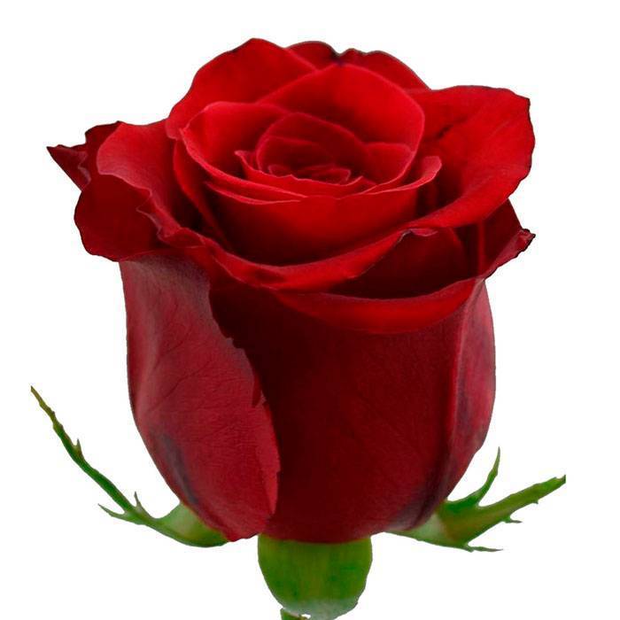 Чайно-гибридные розы — топ-15 лучших сортов с фото, особенности выращивания, красные и черные, розовые и кремовые, как обрезать их на зиму