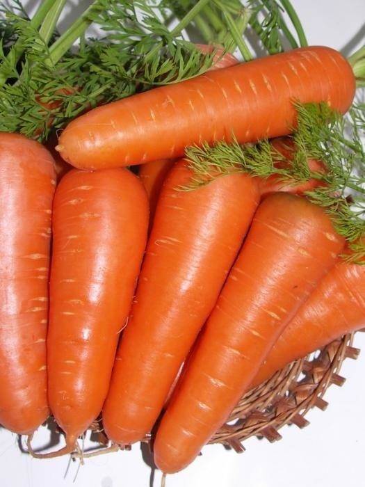 Морковь абако f1: описание сорта