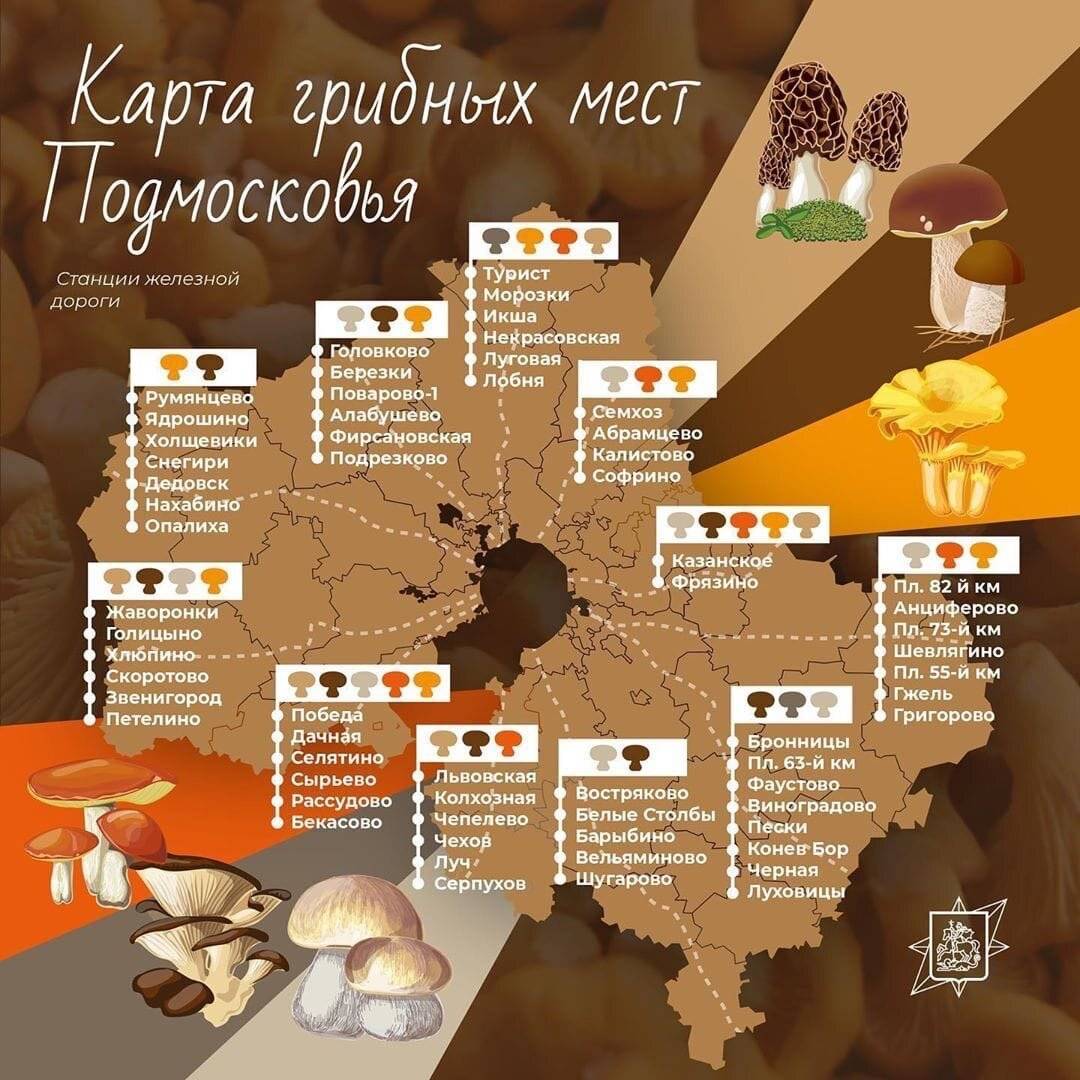 Где в московской области растет много грибов опят: фото и сроки сбора в подмосковье