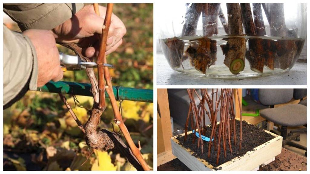 Выращивание винограда из черенков: поэтапная фото и видео инструкция выращивания в домашних условиях зимой и весной