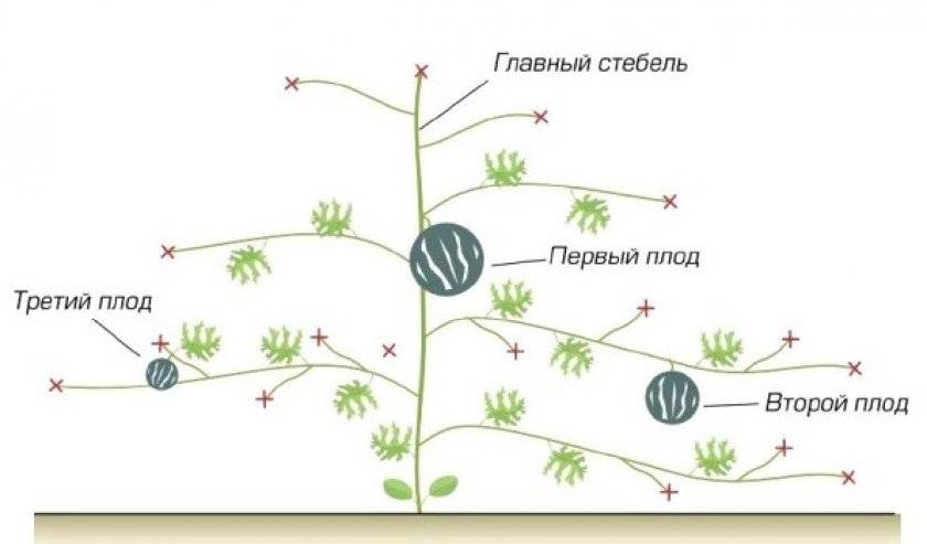 Схема посева бахчевых в открытый грунт