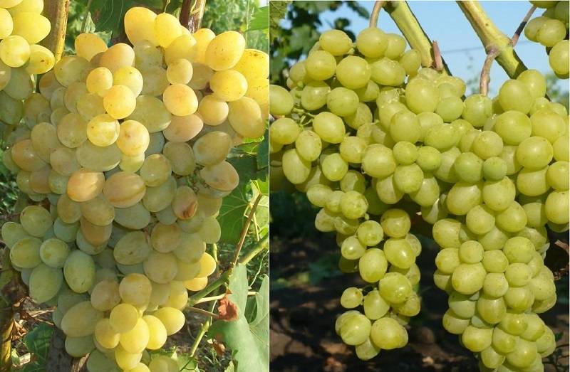 Сорт винограда плевен: описание и уход, характеристики, история возникновения