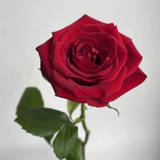 Роза ред наоми: фото и описание, отзывы