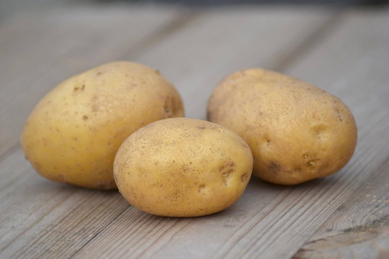 Описание сорта картофеля метеор, особенности выращивания и ухода