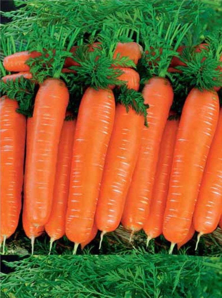 Перечень лучших сортов моркови на 2021 год и как выбрать, плюсы и минусы