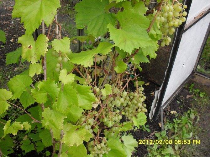 Виноград краса севера или ольга - описание и характеристика сорта ольга