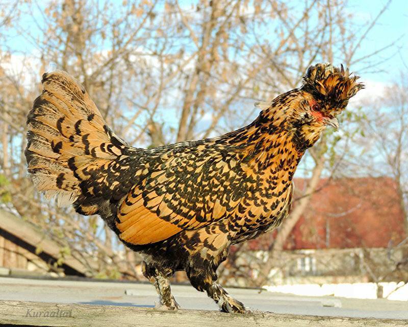 Павловские куры: описание породы, фото, отзывы