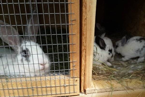 Когда можно отсаживать крольчат от крольчихи? - omvesti.com
