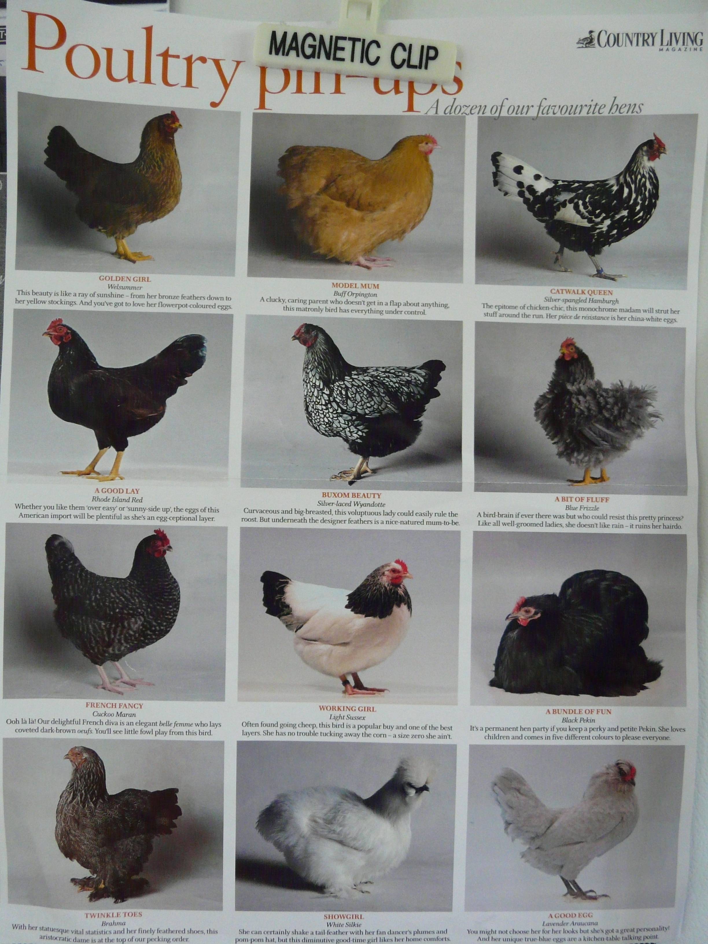 Яичные породы кур с описанием и фото: таблица сравнения продуктивности и рекомендации по выбору птицы