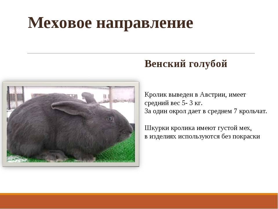 Особенности венских кроликов