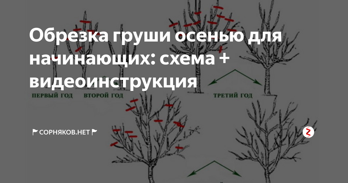 Какие способы размножения подземными побегами изображены на рисунке цифрами 1 3