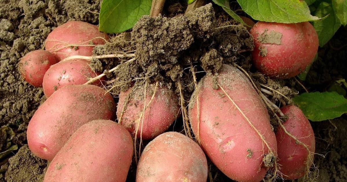 Картофель родриго: описание сорта, сроки созревания, условия выращивания