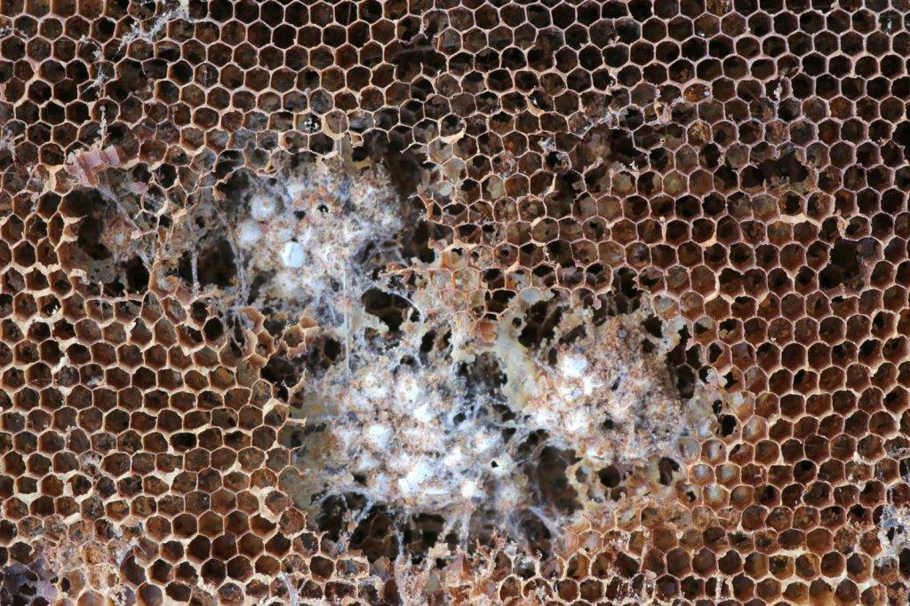 Большая восковая моль (огневка пчелиная) – описание, фото, борьба