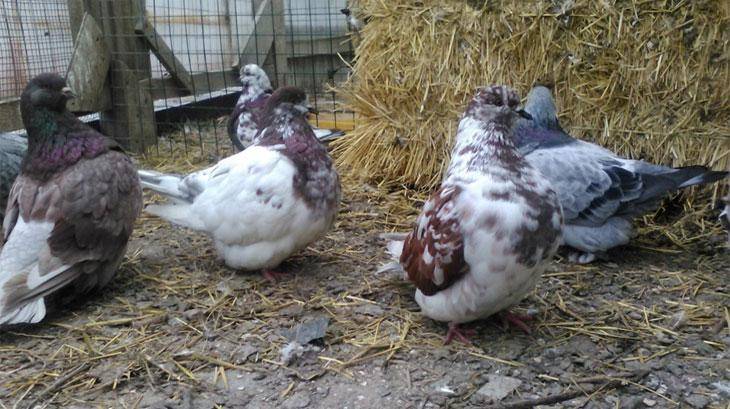 Разведение мясных голубей — выбор пород и их содержание