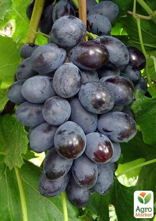 Коллекции сортов и гибридных форм винограда от криули с.и.! купить саженцы и черенки винограда
