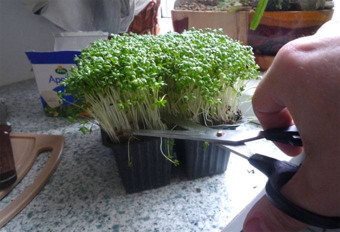 Выращивание зелени в домашних условиях на подоконнике. как можно выращивать зелень на подоконнике круглый год