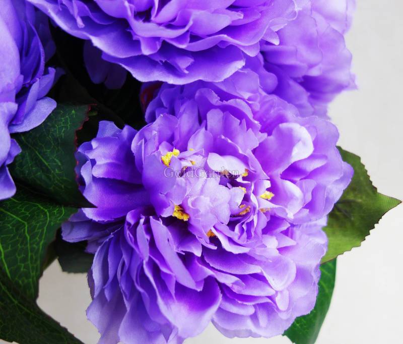 Фиолетовые пионы сорта с фото и названиями