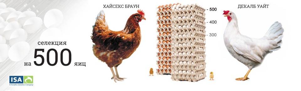 Ломан браун: описание, характеристика, продуктивность кур с фото, отзывы о породе куриц-несушек и цыплят