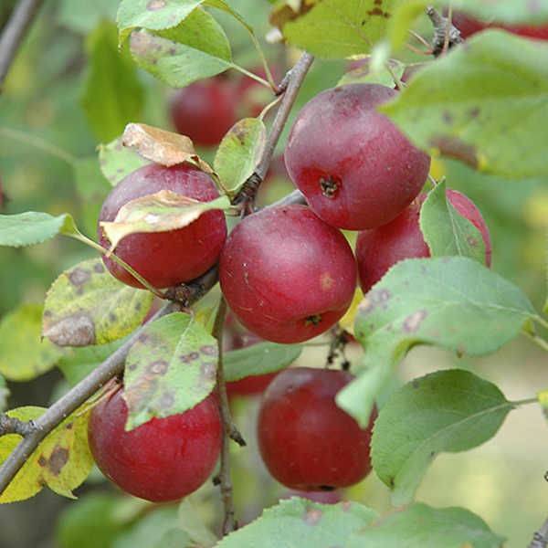 Сорт яблок керр (китайка) описание, фото, отзывы