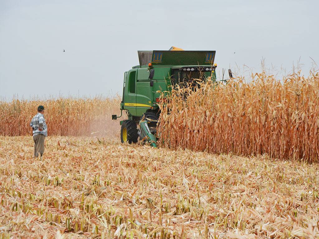 Технология уборки кукурузы на зерно, уборка и хранение урожая кукурузы