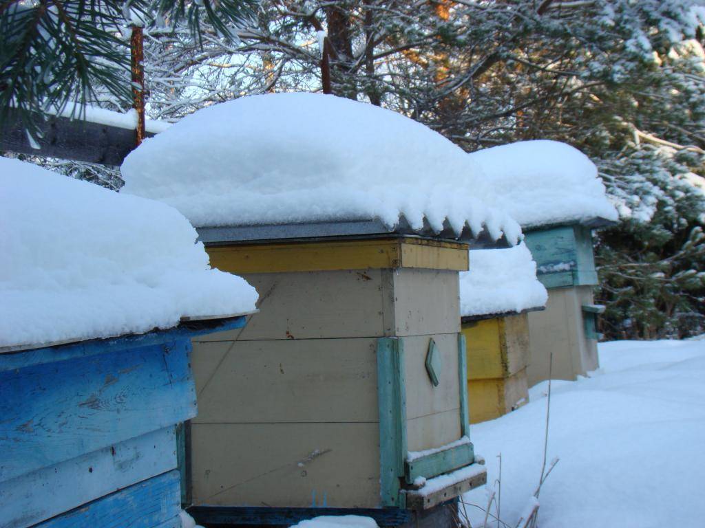 Пчелы зимой: поведение особенности питания, что делают и как спят.