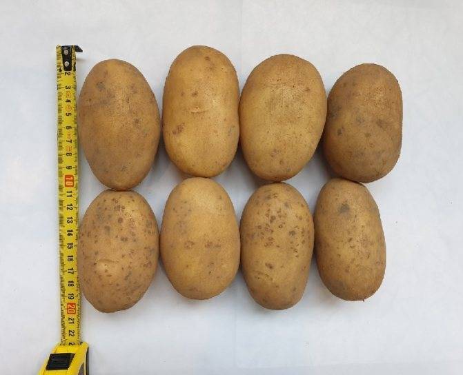Картофель «красавчик»: описание сорта, фото и отзывы