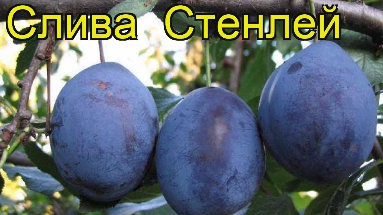 Слива стенлей (стенли): описание сорта, фото, отзывы