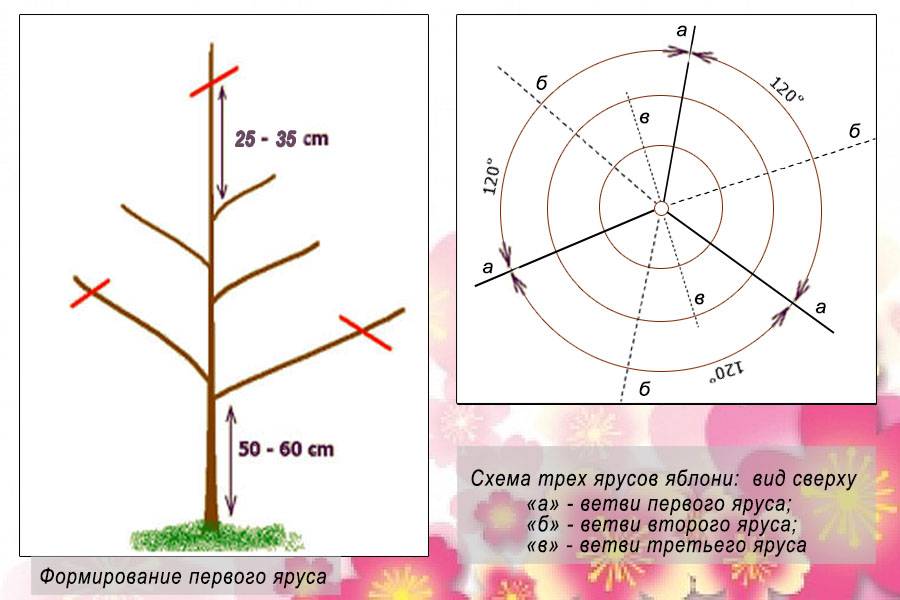 Ярусы яблони. Формирование саженца яблони двухлетки. Схема обрезки саженцев яблони. Схема обрезки яблони весной. Ярусная обрезка яблонь.