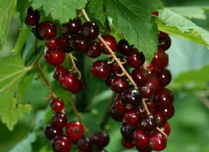 В чем особенности белой, красной и вишневой смородины виксне и как ее вырастить?