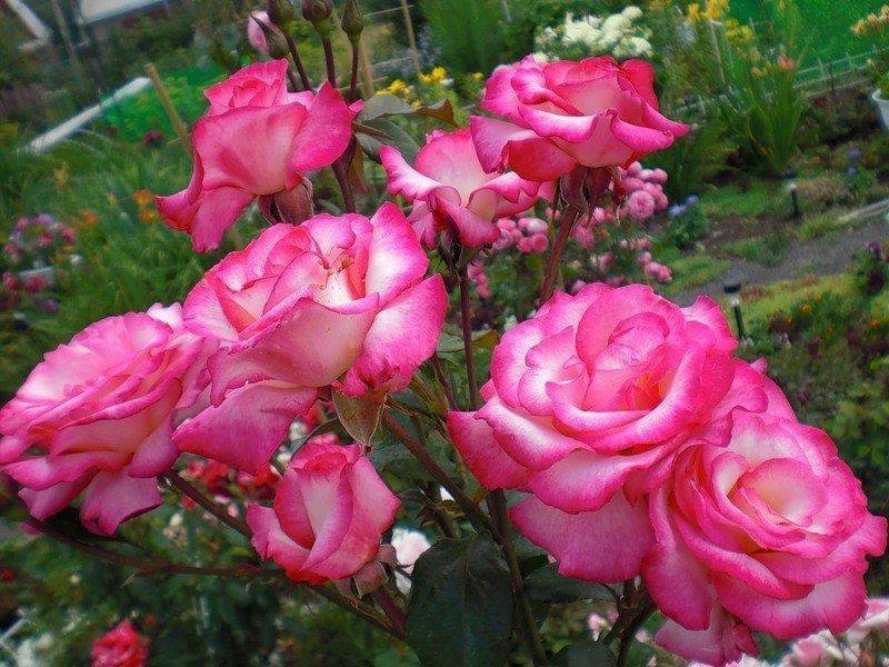 Роза хендель — внешние особенности, размножение, уход