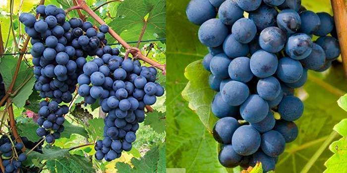 Выращивание и уход за виноградом на кубани