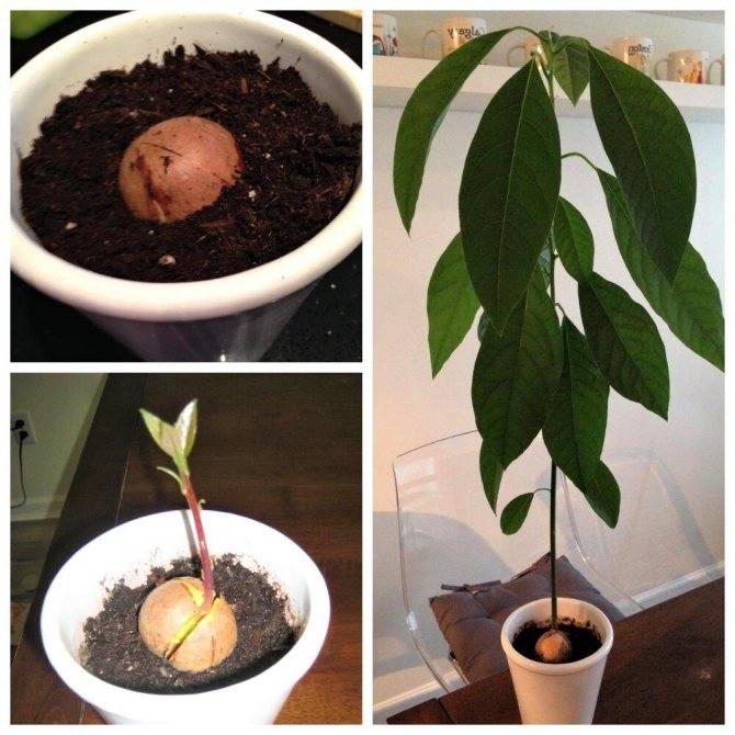 Где растет авокадо и как выглядит
