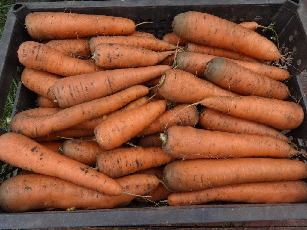 Лучшие сорта моркови для средней полосы россии