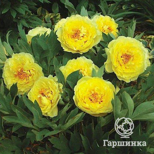 Топ-20 сортов ито-пионов и их характеристики, правила посадки и ухода