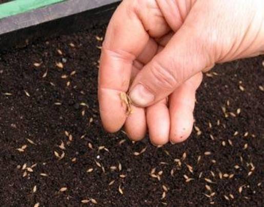 ✅ венидиум фото. венидиум: выращивание из семян, когда сажать - живой-сад.рф