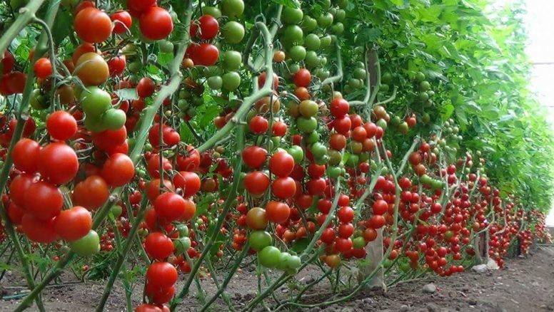 Формирование детерминантных томатов в 2-3 стебля, нормирование урожая