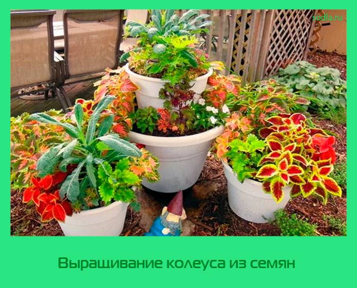 Колеус: уход в домашних условиях, выращивание в саду. выращивание из семян, размножение.