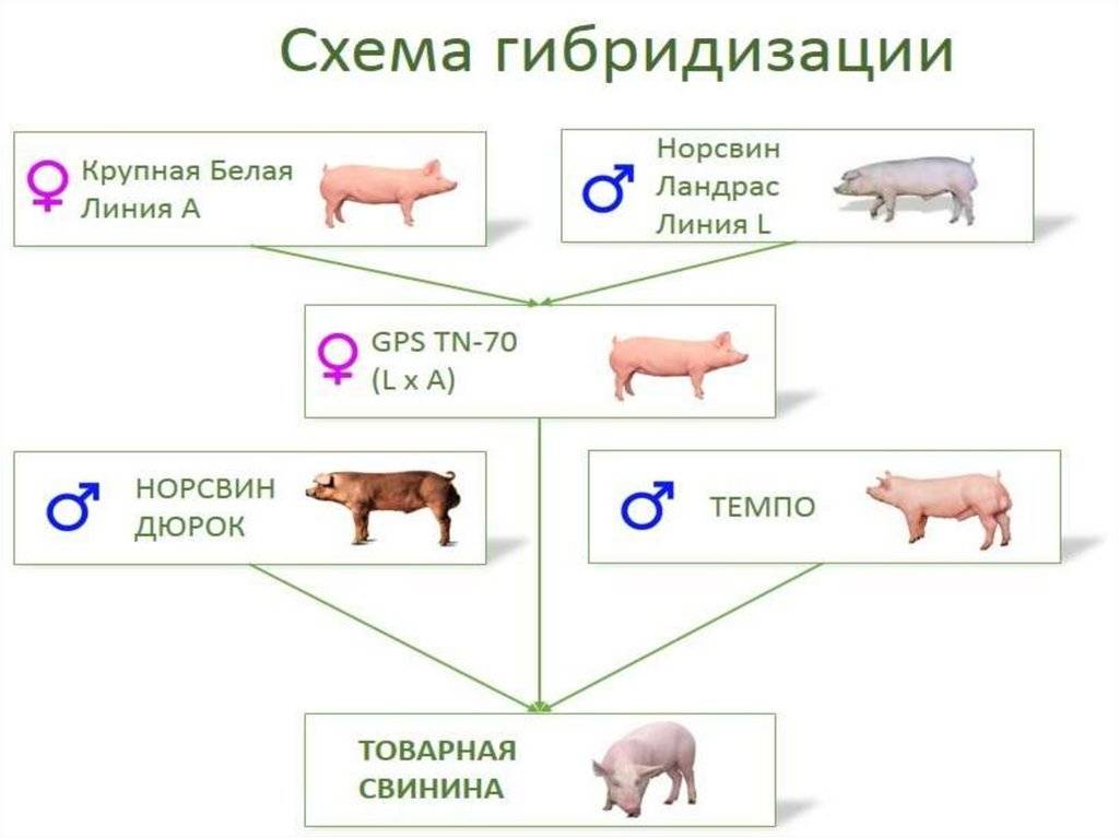 Уровень свиньи. Схема чистопородного разведения свиней. Схема гибридизации в свиноводстве. Схема трехпородного скрещивания свиней. Схема гибридизации свиней.