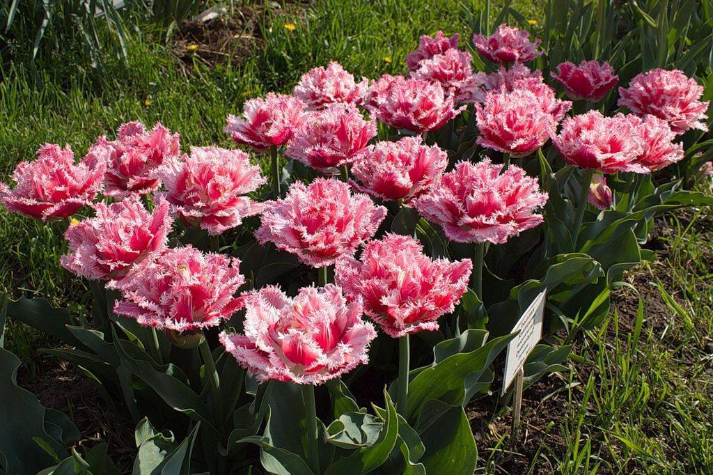 О пионовидных тюльпанах: описание сорта patricia andrea, посадка и размножение