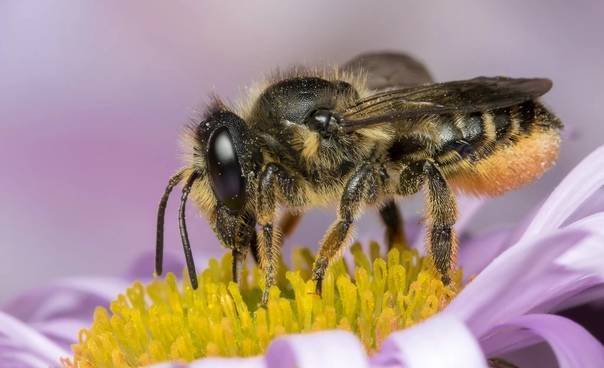 Роль пчел в опылении растений и процесс опыления, виды сельскохозяйственных культур, как привлечь на участок